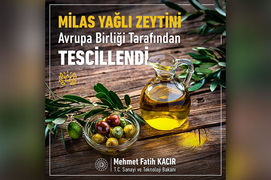 MİLAS YAĞLI ZEYTİNİ'NE COĞRAFİ İŞARET